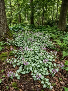 Delicate columbine flowers growing among foliage in partial shade.