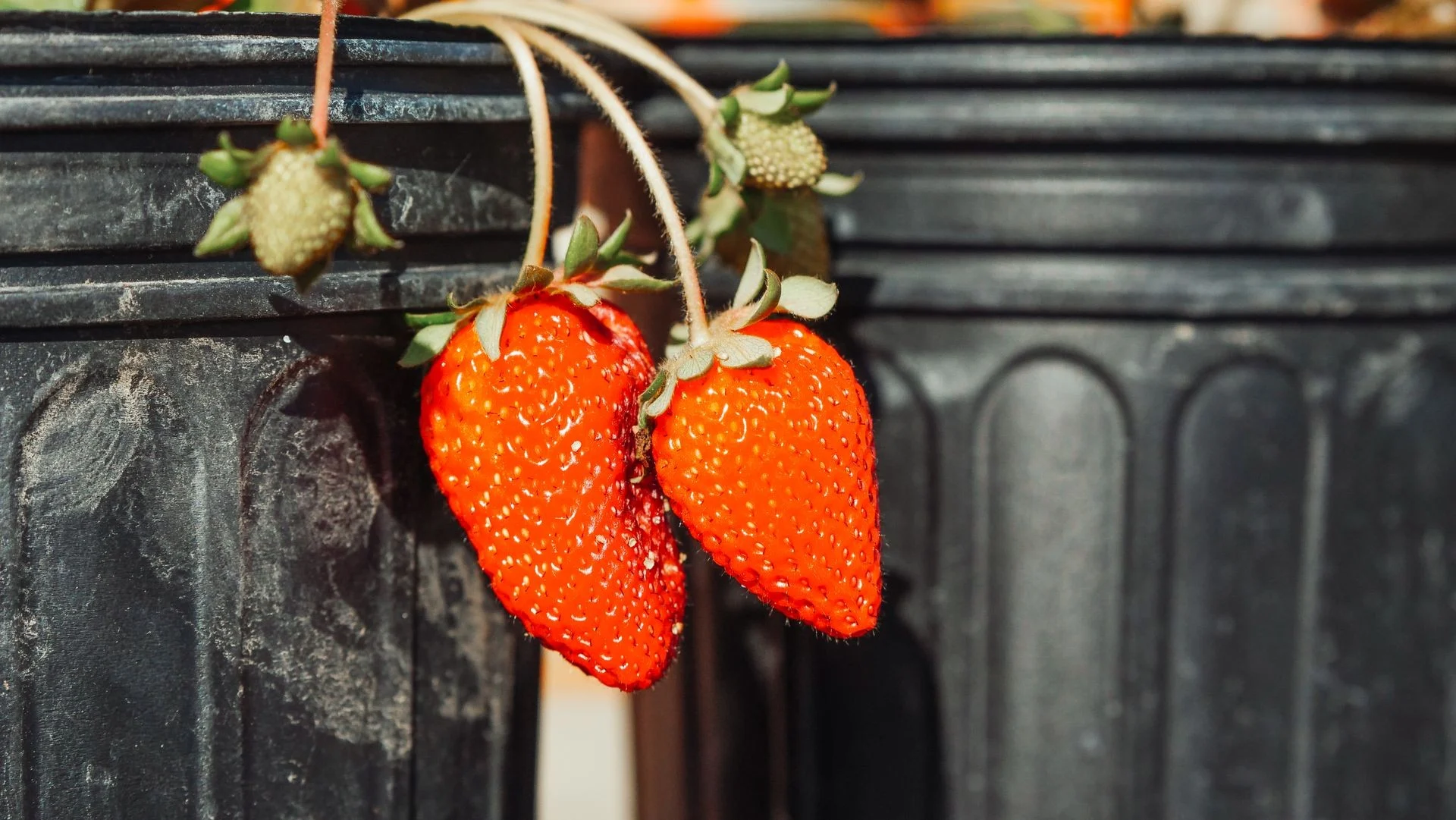 Ripe red strawberries hanging on the plant outdoors