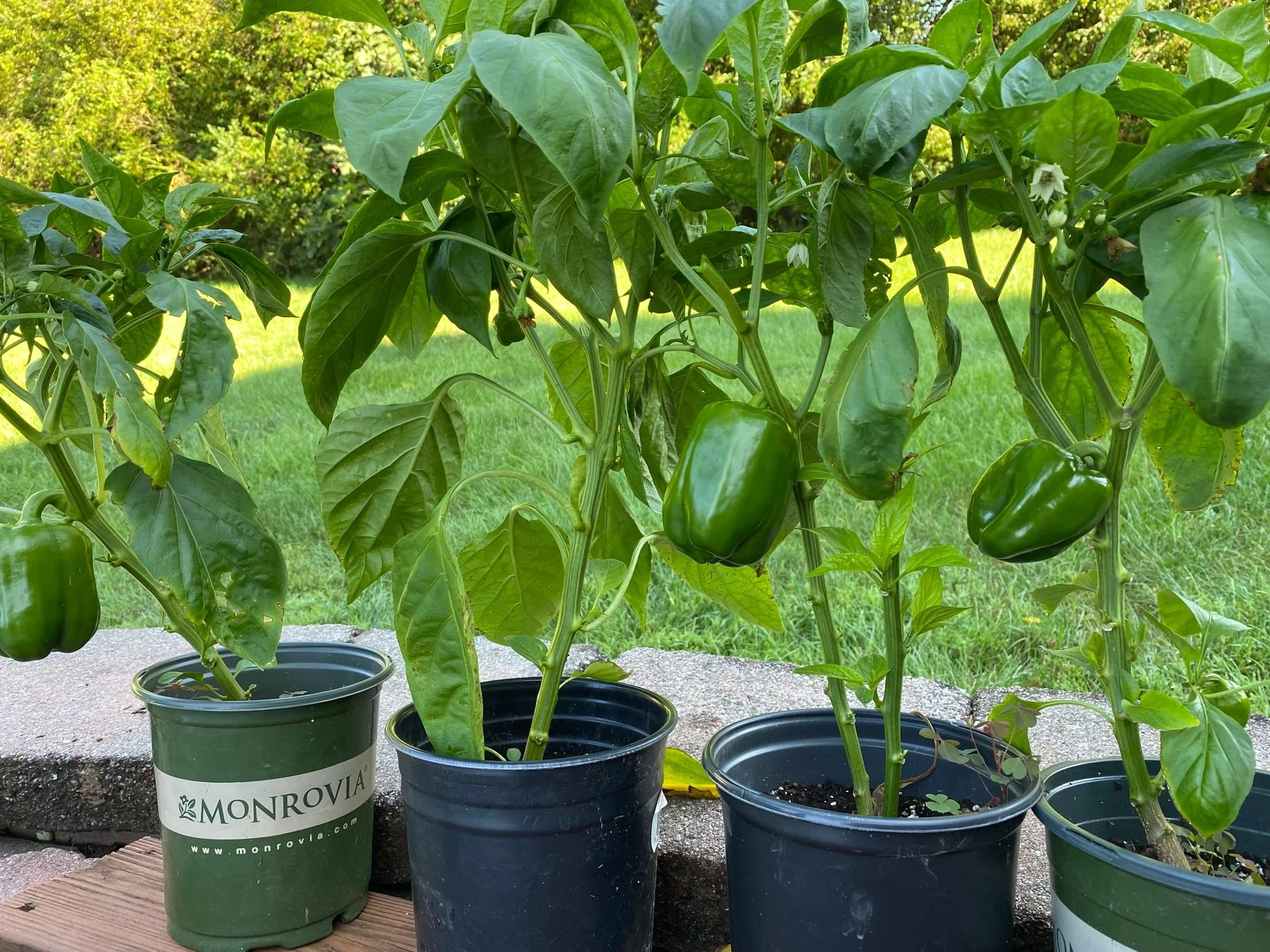 Fresh green bell peppers growing in pots in a garden