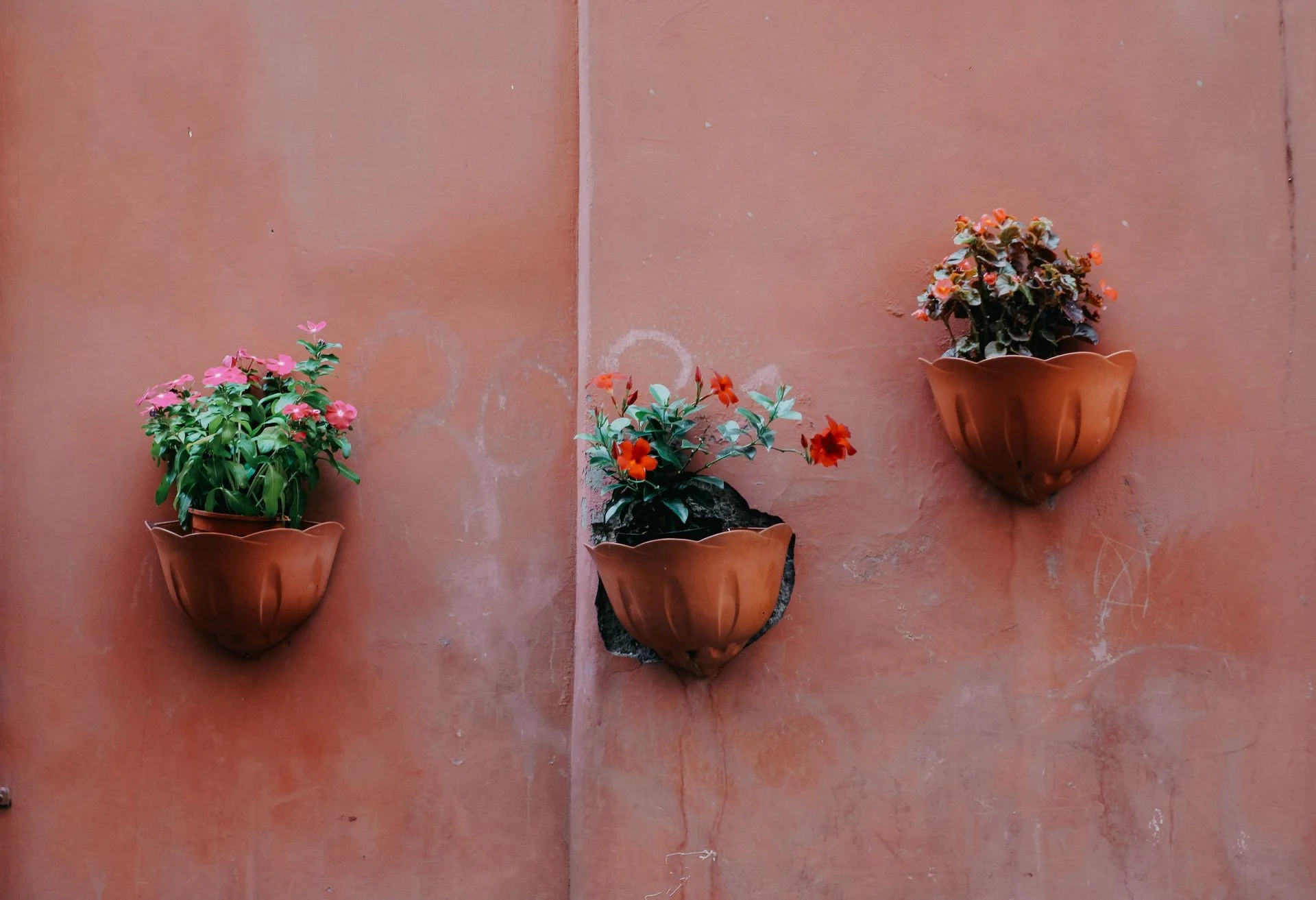 Three flower pots with colorful blooms against a red wall