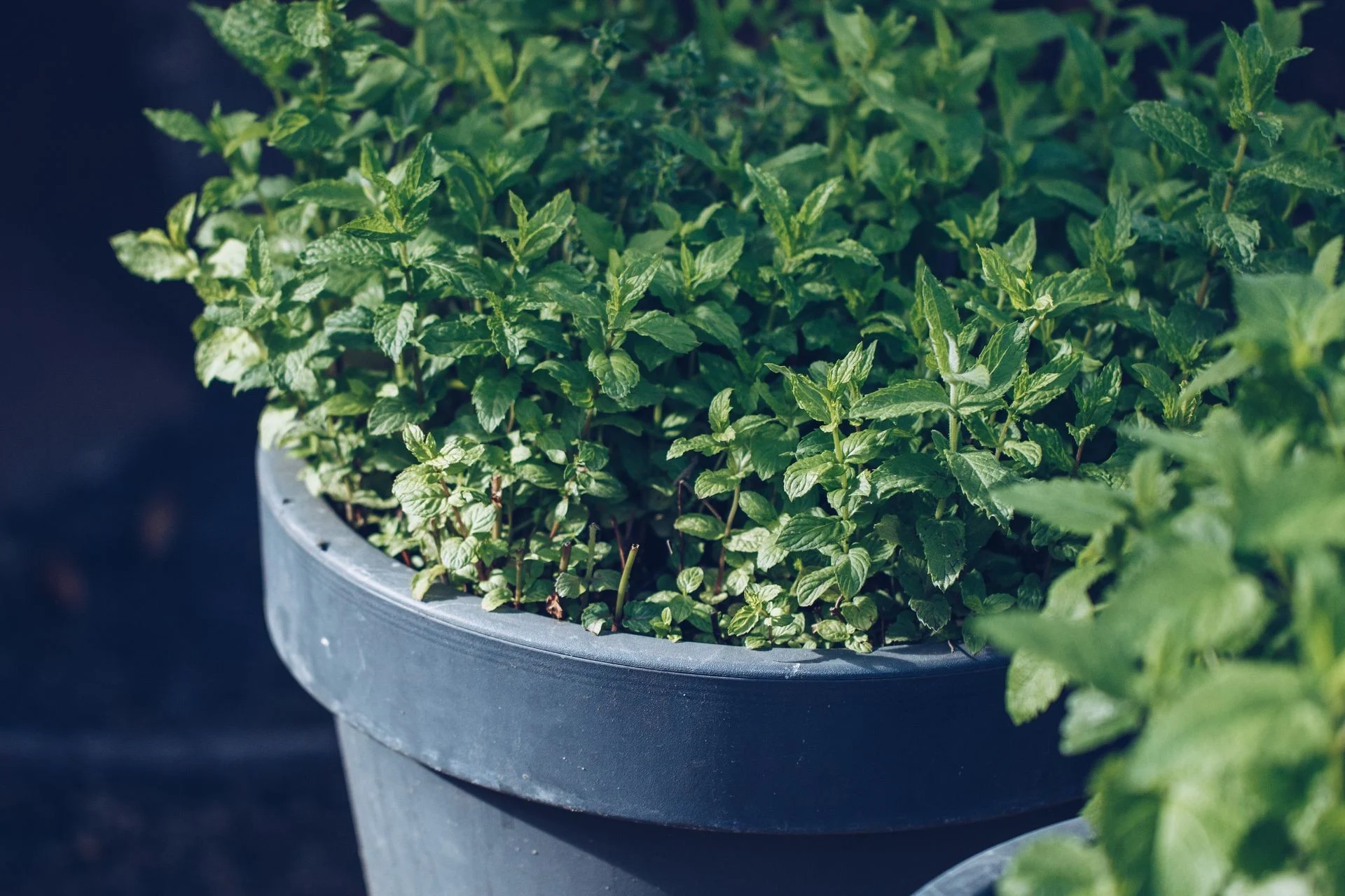Fresh mint plants growing in large pots outdoors