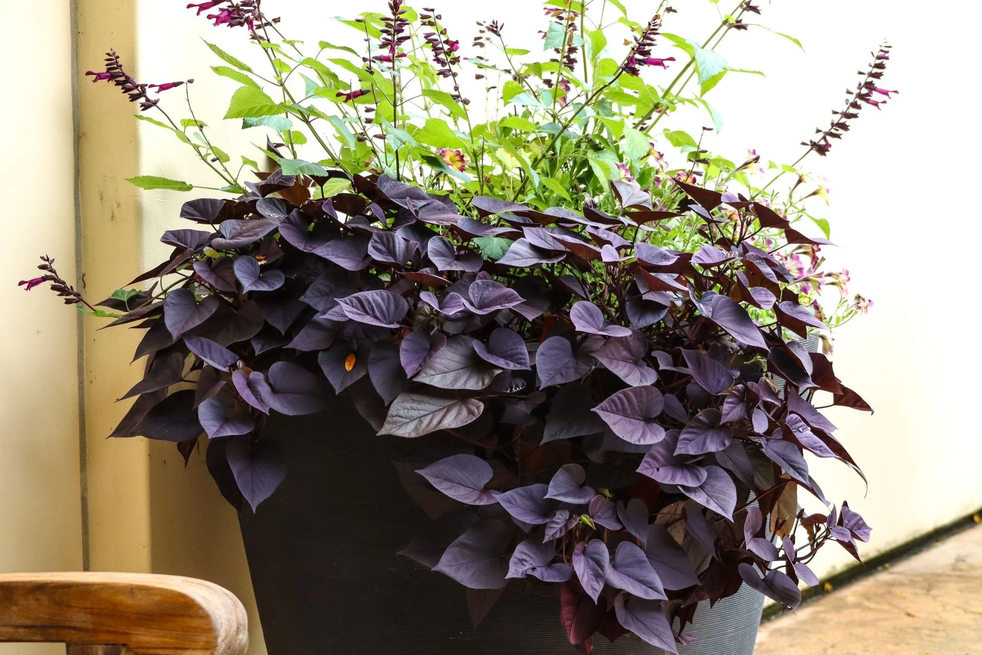 Colorful outdoor planter with purple foliage and vibrant flowers