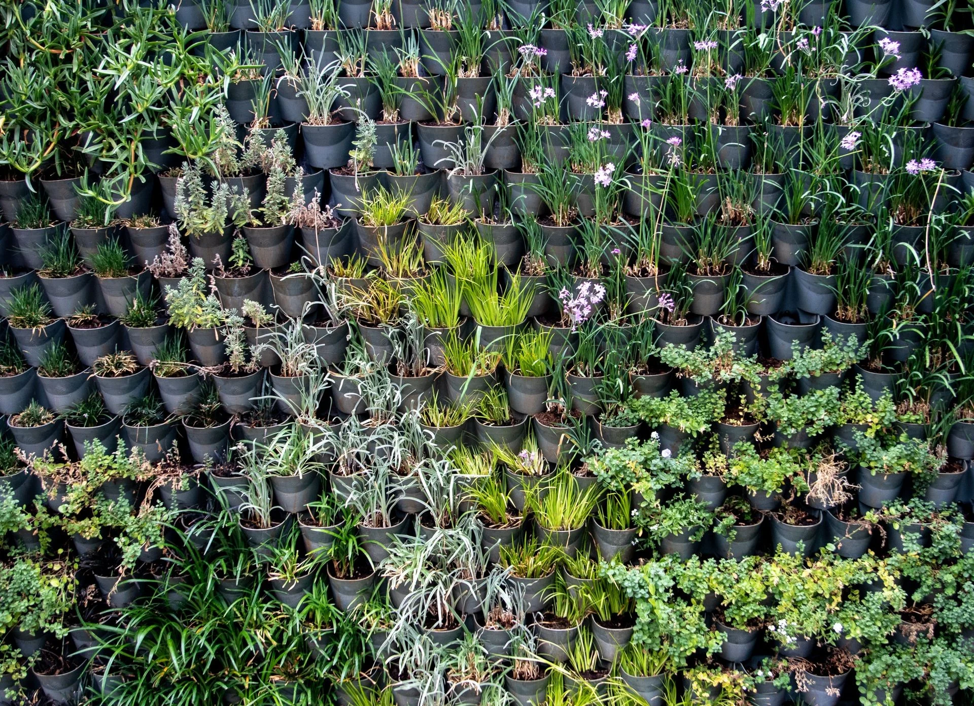 Vertical garden with plants in black pots on a wall