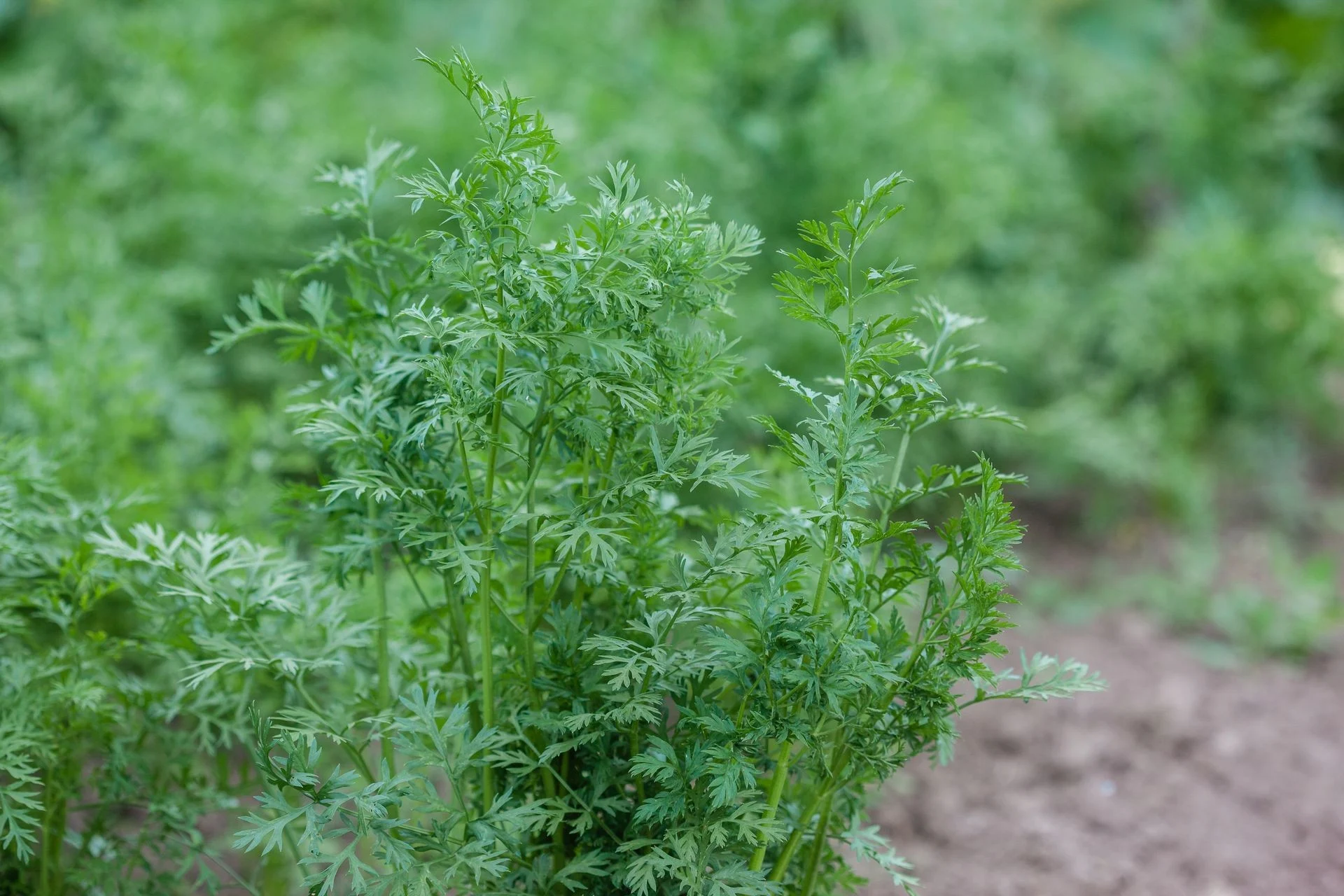 Green carrot plants growing in an outdoor garden