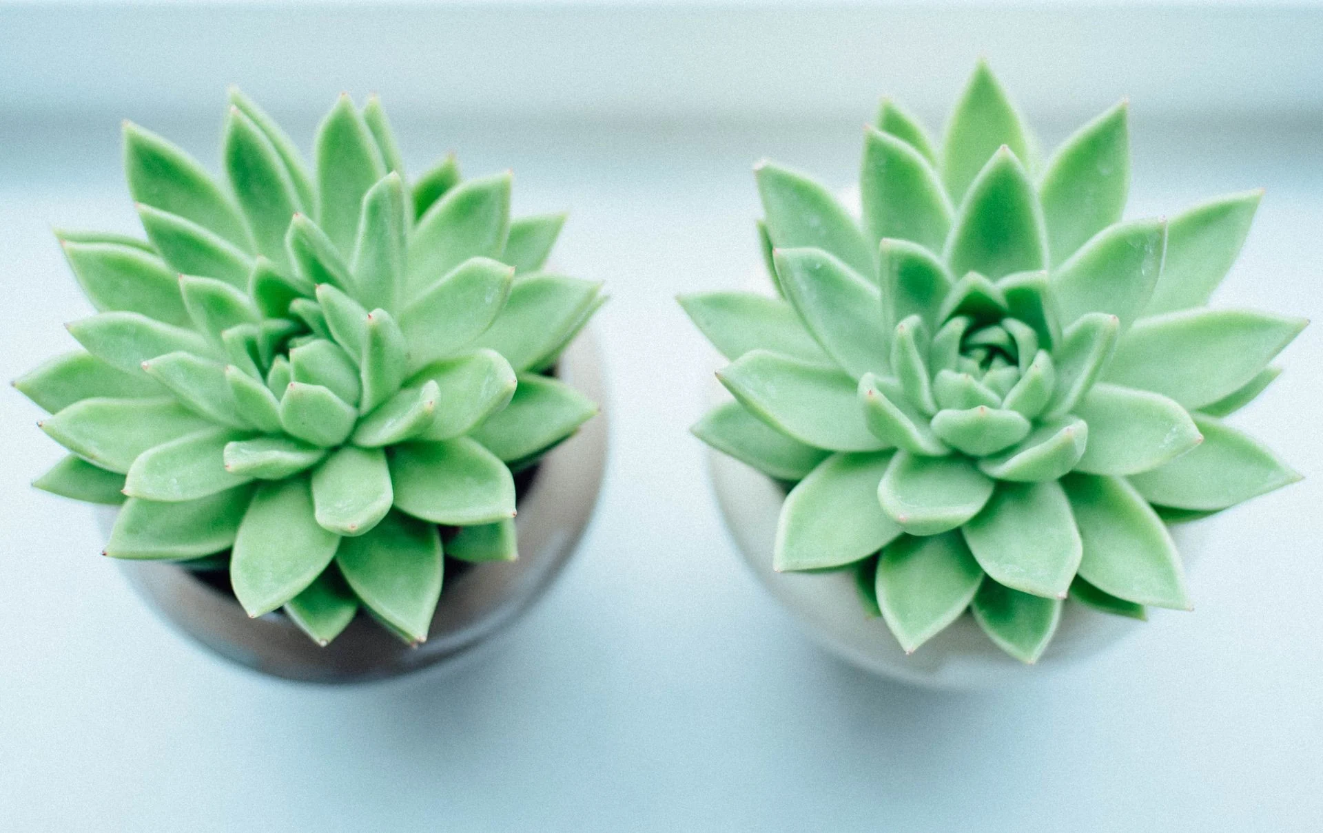 Two green succulent plants in ceramic pots viewed from above