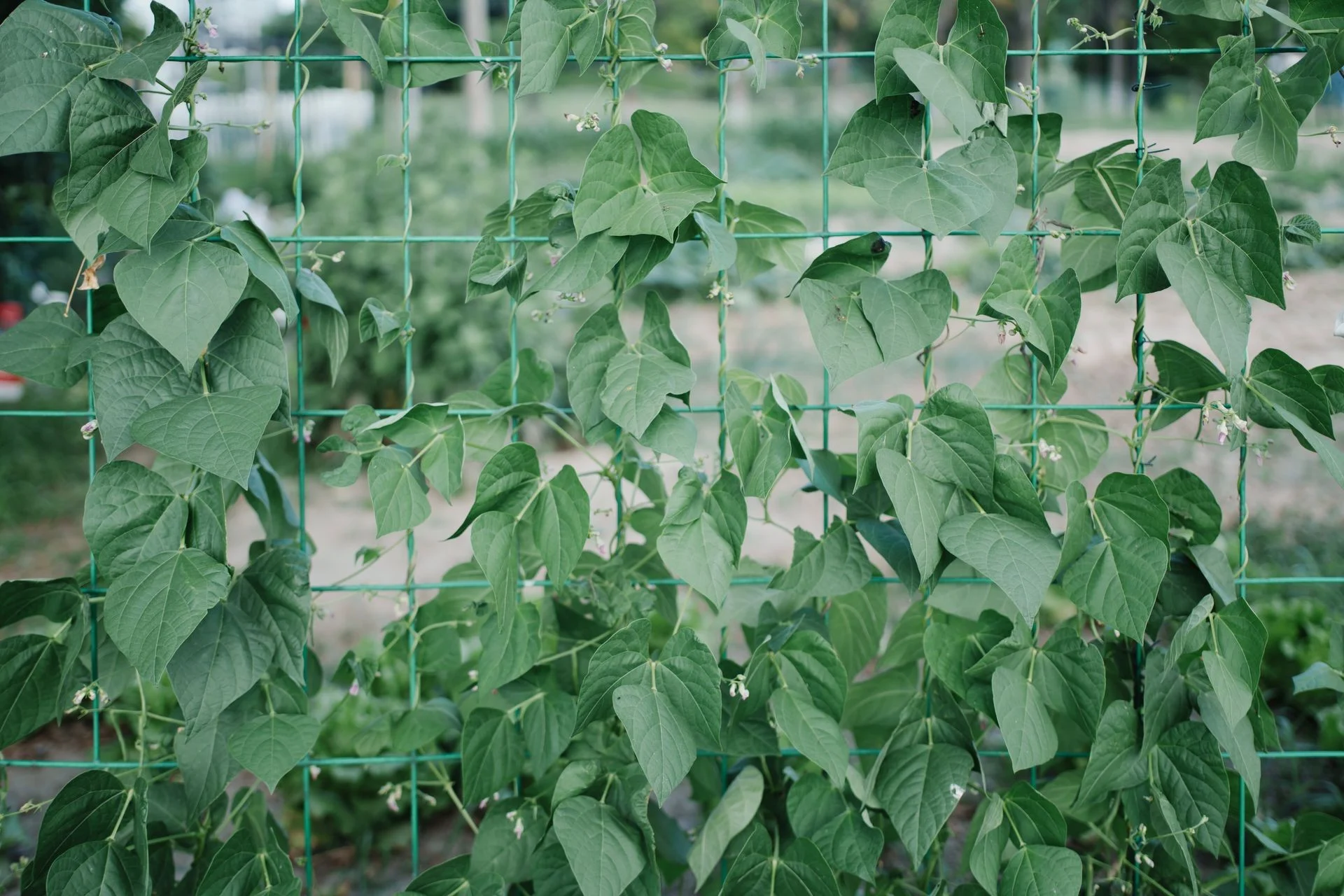 Green bean plants climbing a sturdy garden trellis