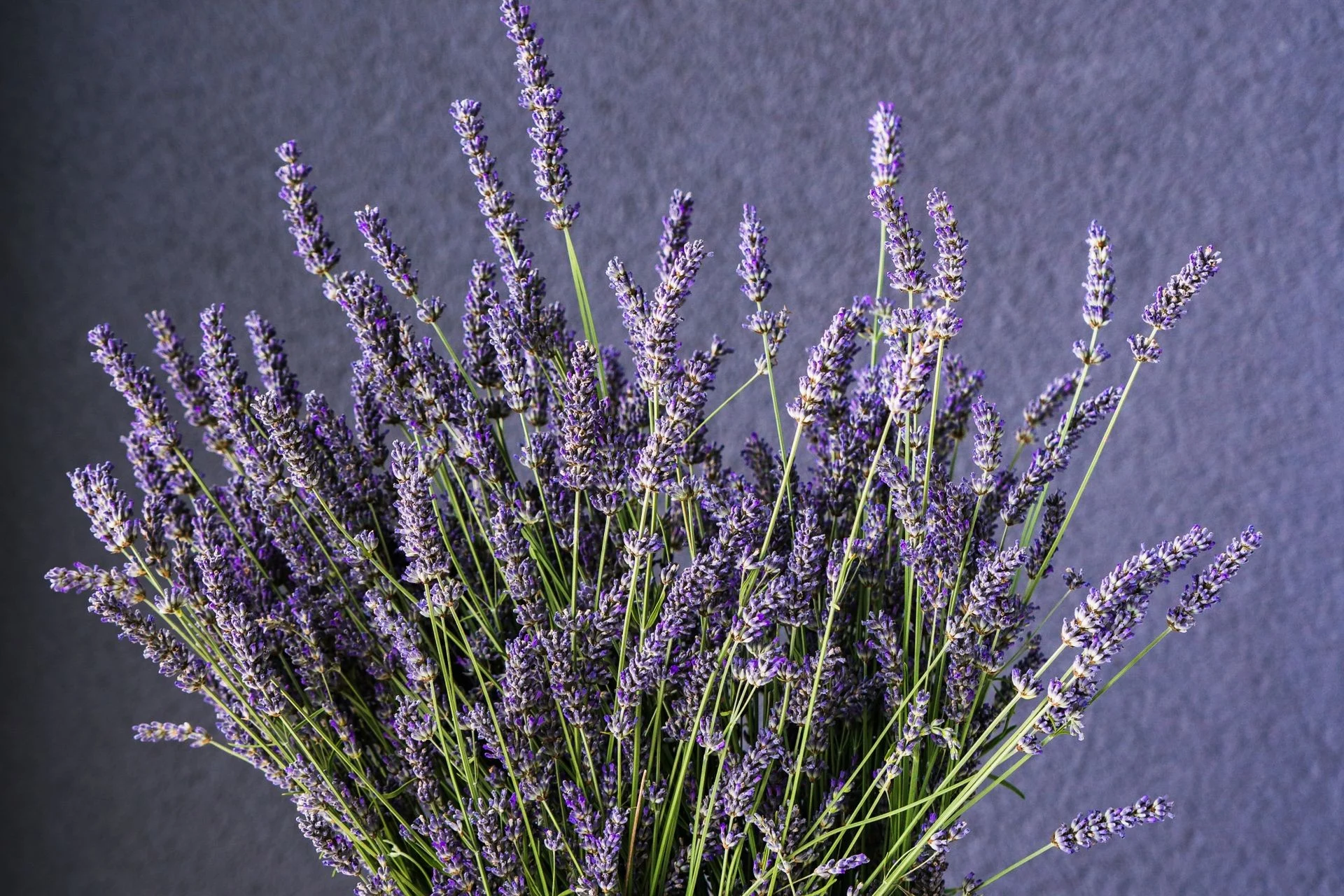 Lavender plant in a rustic white pot