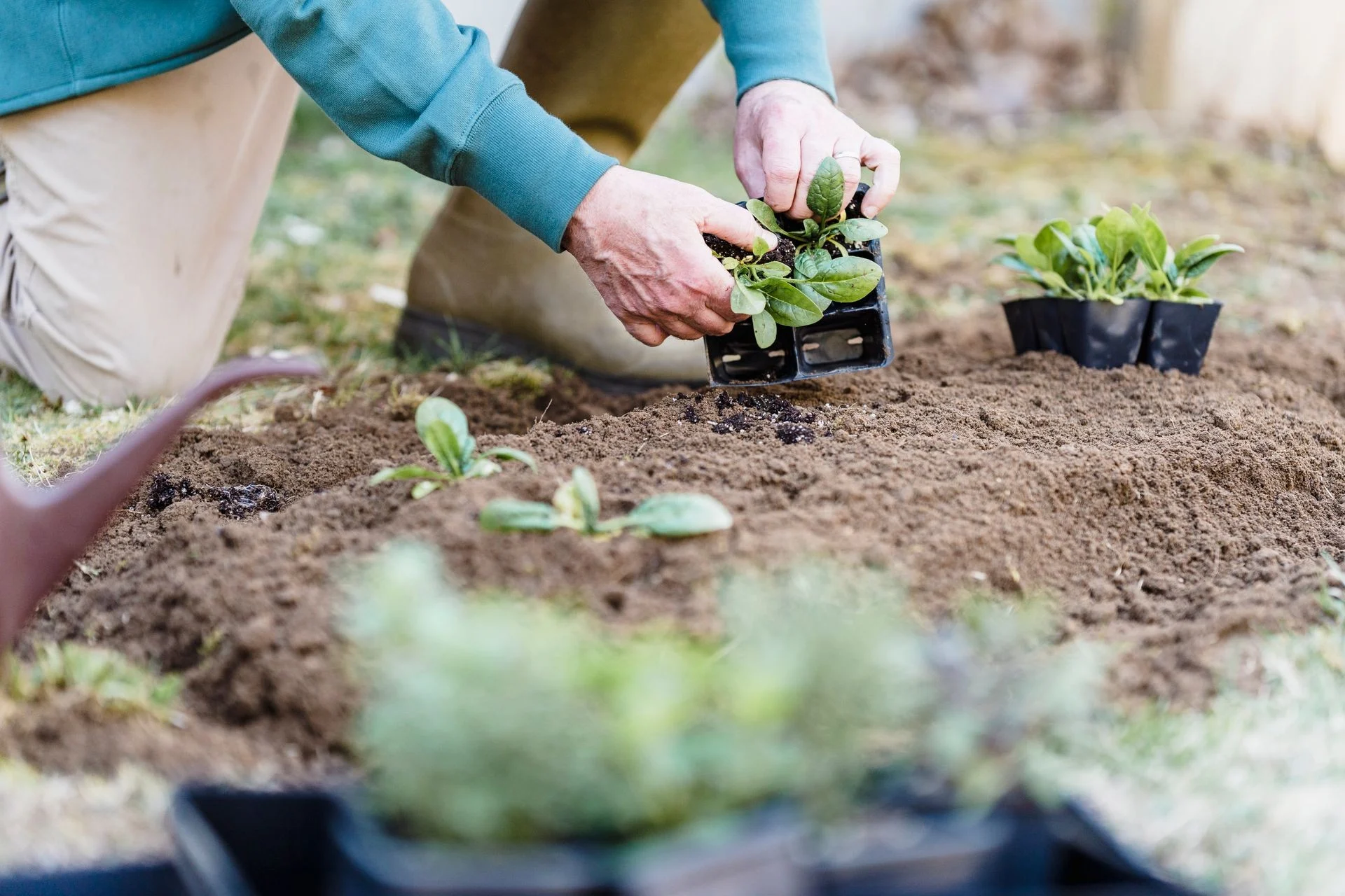 Gardener's hands planting seedlings in a spring garden