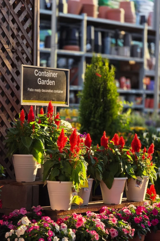 Brightly colored container garden plants displayed under spring sunlight